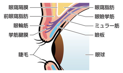 まぶた　瞼　図解　説明有