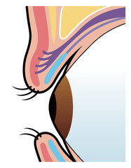 まぶた　瞼　図解