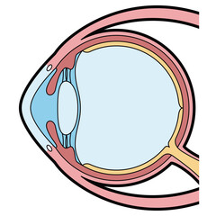 眼球　断面　図解