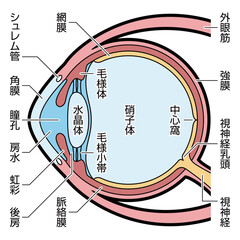 眼球　断面　図解　説明有