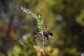 Flor do Cerrado brasileiro