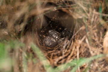 Quail Eggs in Nest, Appletree Flats, Hunter Valley 