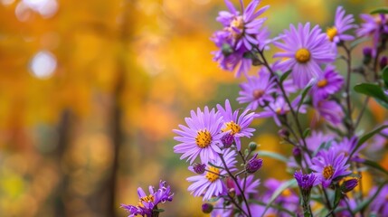 Obraz premium Purple blooms in fall garden
