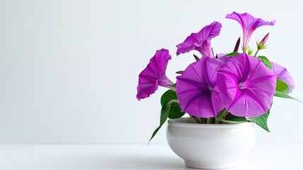 Fototapeta premium Purple morning glory flower blooming in white pot on white background
