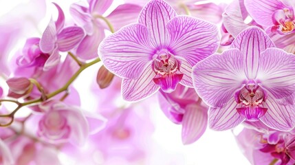 Fototapeta premium Purple orchid flower backdrop