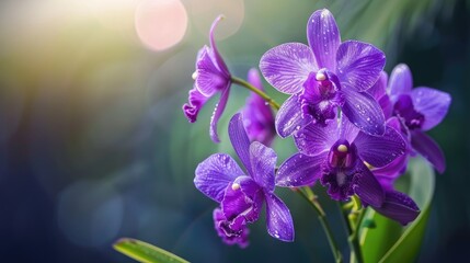 Naklejka premium Purple orchids are revered as Thailand s flower queen