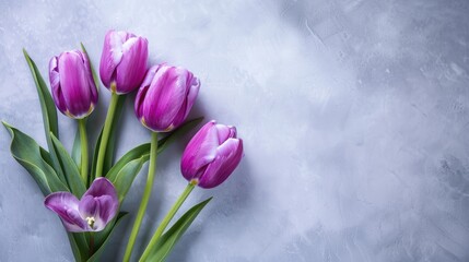 Purple tulip flowers on light background with space for text Focus on flowers Image in tones