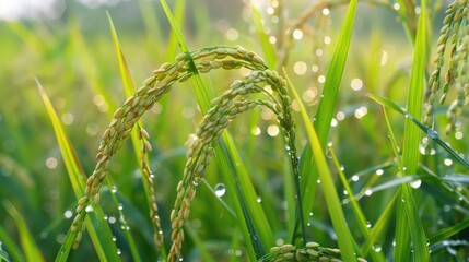 Rice plant thrives in the field