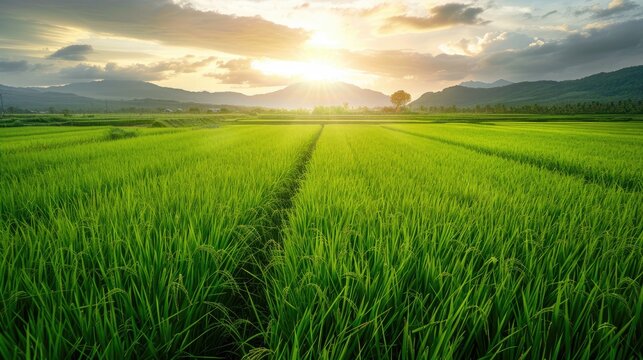 Rice plants growing in green fields