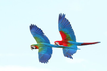 Colorful Macaw parrots flying in the sky. Free flying bird