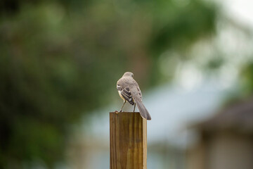 A Northern mockingbird bird perched on a fence pole