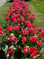 Obraz premium red and white tulips