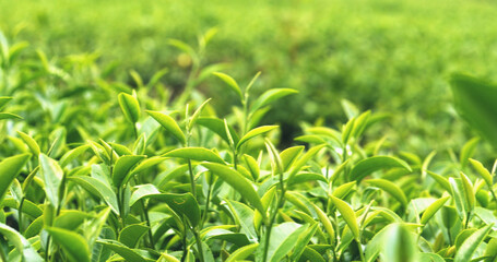 Fresh Green tea tree leaves in eco herbal farm. Tree tea plantations in morning sun light....