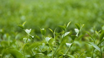 Green tea tree leaves field young tender bud herbal Green tea tree in camellia sinensis organic farm. Close up Fresh Tree tea plantations mountain green nature in herbal farm plant background morning