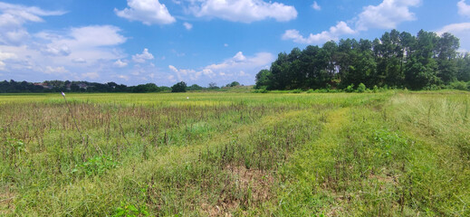 The rice paddies on the plain of the Hunan River bank 