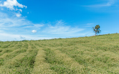 Grass Field at Khun Yuam, Maehongson