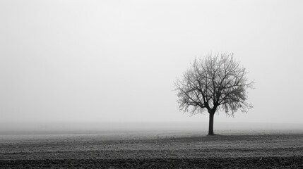 Obraz premium Solitary Tree in Foggy Field.