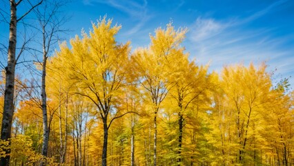 Fototapeta premium Scenic autumn forest with vibrant yellow trees, representing the beauty of nature and seasonal change.