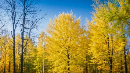 Scenic autumn forest with vibrant yellow trees, representing the beauty of nature and seasonal change.