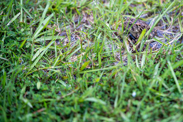 grass on the ground