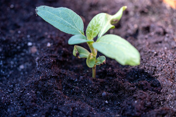 plant growing in soil