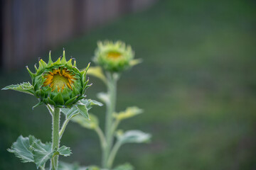 flower of a sunflower