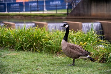 country goose on the lake
