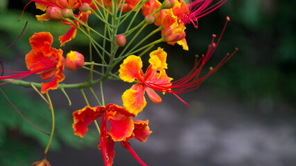 A photograph of peacock flowers.