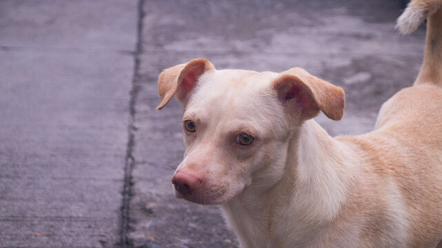 A photograph of a Maneto dog. Found in Las Pi&ntilde;as City, Philippines.