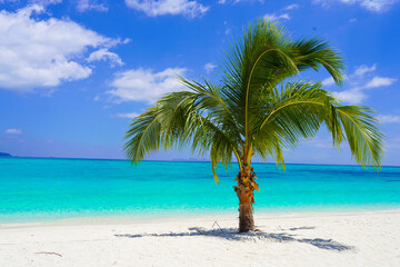 palm tree on the beach