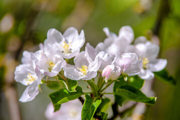 appletree blossom branch in the garden in spring
