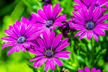 Obraz premium Purple chrysanthemums on a green natural background 