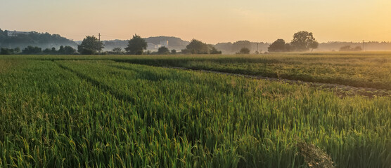 The rice paddies on the plain of the Hunan River bank 