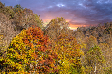 Autumn forest background. Vibrant colorful trees foliage in fall park. Nature change leaves in October season