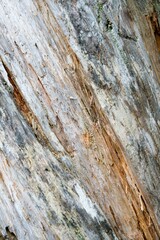 Old rotten, rough tree bark