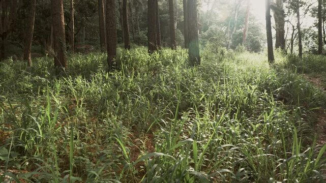 Panning shot of pine woods and tree trunks in Sri Lankan Forest 
