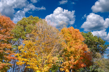 Autumn forest leaves landscape on autumnal background. Colorful foliage in the park