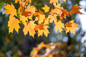 Autumn nature in North Carolina mountain woods
