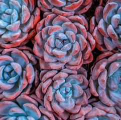 Miniature succulent plants (succulent cactus) at the garden