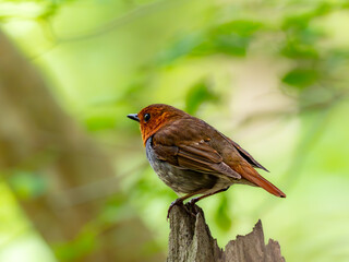 森の中の暗い木陰で枯れ木の上で周りを見渡しているコマドリの雄