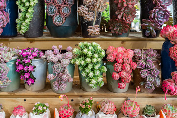 Miniature succulent plants (succulent cactus) at the garden