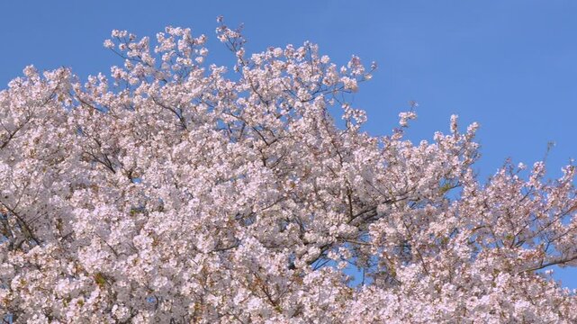 Panning right from the top of cherry blossoms in full bloom. 4k 10bit footage.	