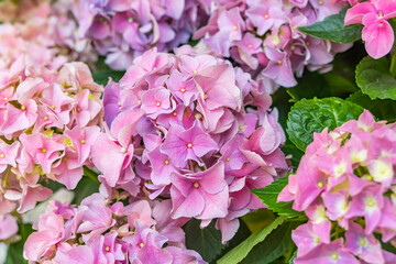 Blooming vibrant hydrangea flowers in garden