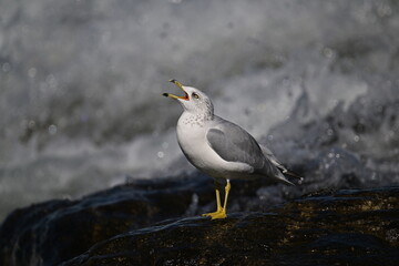 CRY IN TEARS, RING-BILLED GULL
