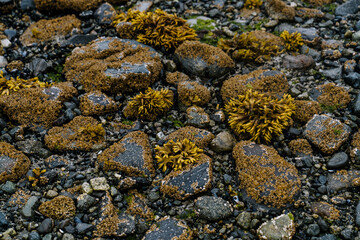 Seaweed covered glacial beach at low tide at Glacier Bay National Park in Alaska