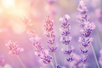 Fototapeta premium Lavender flowers field, soft focus. Beautiful Nature summer Background. Floral Natural Wallpaper with purple Lavender flowers , ai