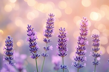 Obraz premium Lavender flowers field, soft focus. Beautiful Nature summer Background. Floral Natural Wallpaper with purple Lavender flowers , ai