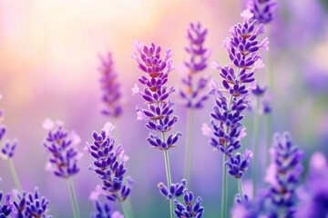 Lavender flowers field, soft focus. Beautiful Nature summer Background. Floral Natural Wallpaper with purple Lavender flowers , ai