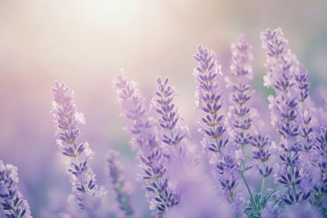 Naklejka premium Lavender flowers field, soft focus. Beautiful Nature summer Background. Floral Natural Wallpaper with purple Lavender flowers , ai