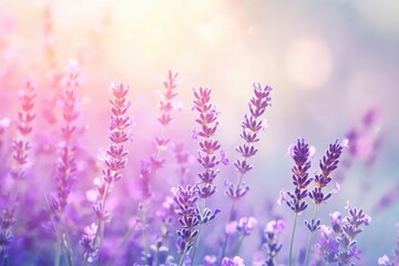 Naklejka premium Lavender flowers field, soft focus. Beautiful Nature summer Background. Floral Natural Wallpaper with purple Lavender flowers , ai
